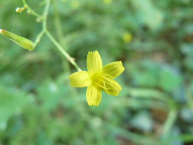 Petites fleurs jaunes. Agrandir dans une nouvelle fenêtre ou onglet)